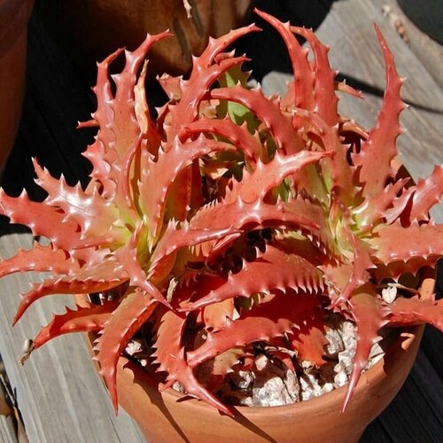   ,  Cameronii, , ,   439 