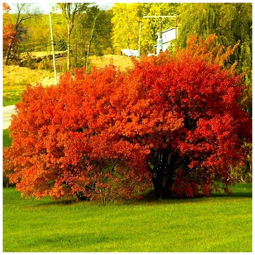 ���� ������ ������ ��� ��������� ������� 10 ��., ������ �� 350 ���