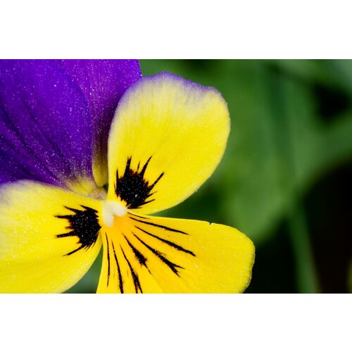    (. Viola tricolor)  100,   317 