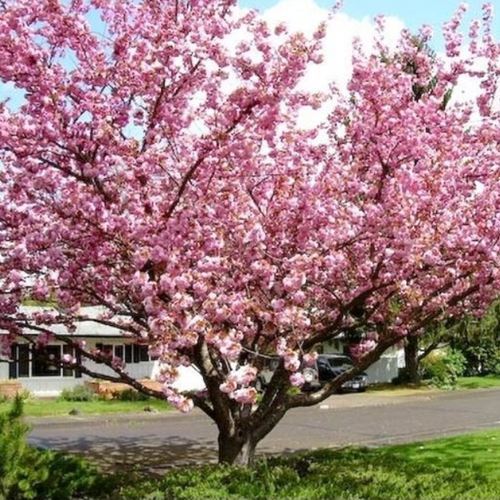 ���� ������ ������� (Szkolka roslin A.M (������)), 1 ������� � ������ 15-20 ��, ������ �� 1537 ���