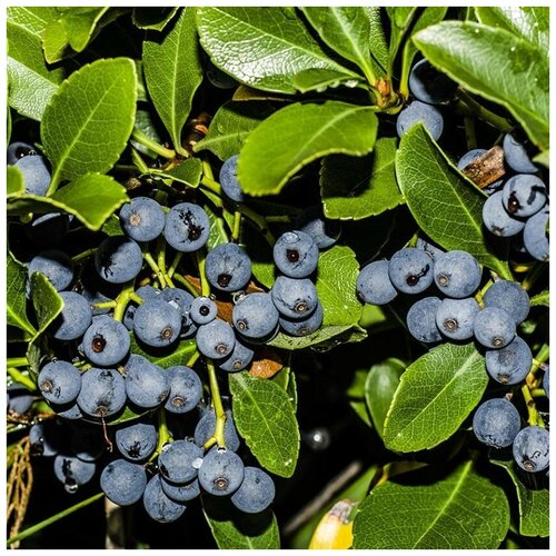 ���� ������ ������ �������� ������������ 15 ��., ������ �� 300 ���