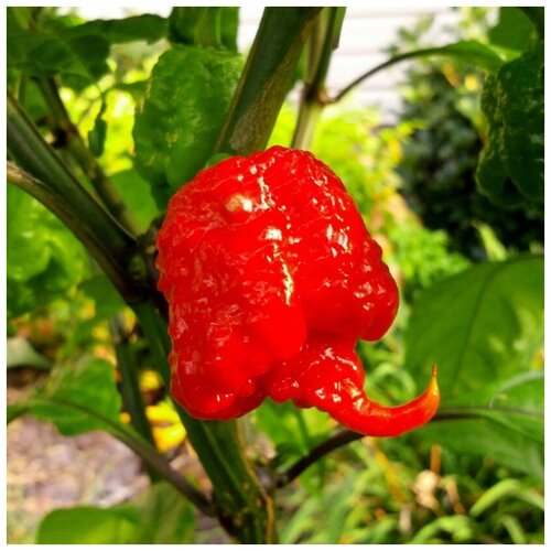      Carolina Reaper 5 .,   390 