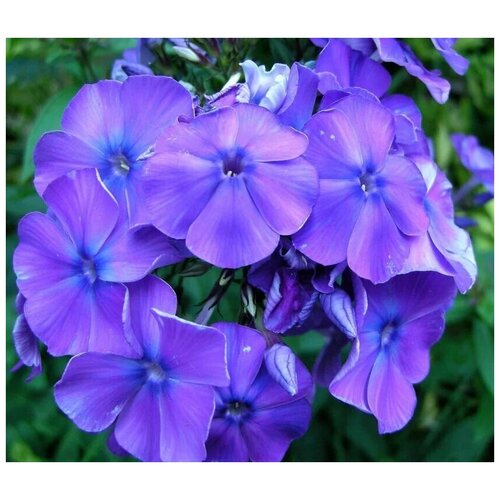   F1 21  ,      , 7  ,   316 