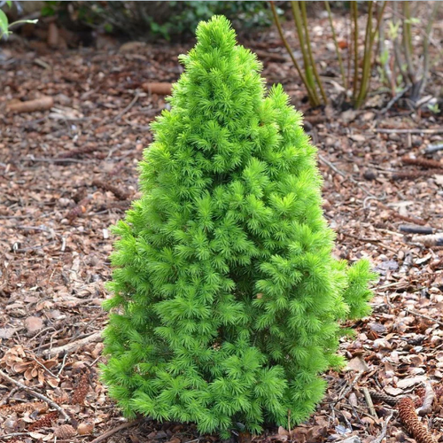      (Szkolka roslin A.M ()), 1    15-20 ,   1274 