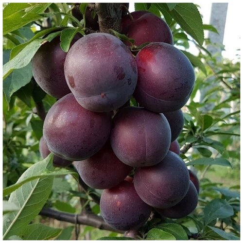 ���� ������ ������ ����� ����� ������� ������������� 5 ��., ������ �� 300 ���