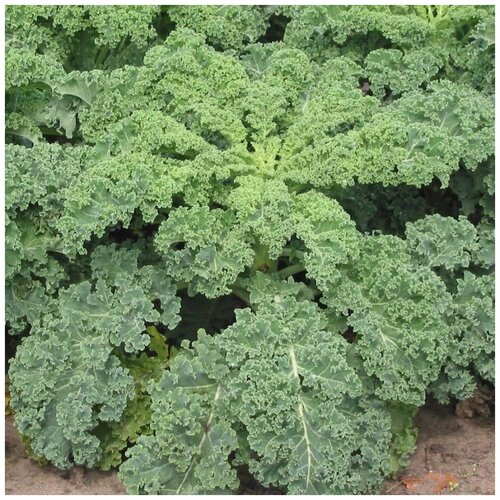 ���� ������ ������ ������� �������� ���� 30 ��., ������ �� 250 ���