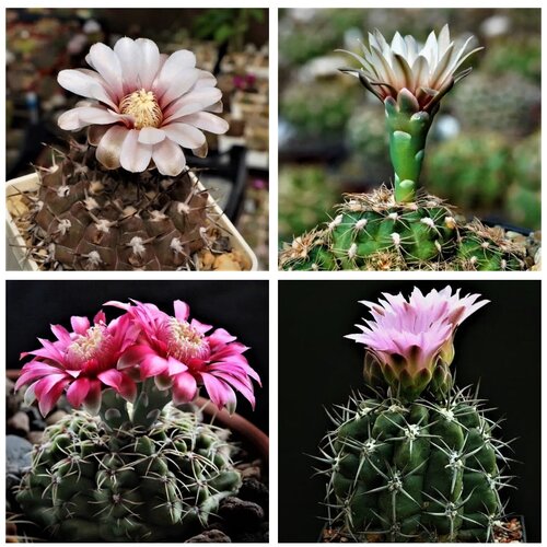 ���� ������ ������ ��������� ������ Gymnocalycium mix 10 ��., ������ �� 350 ���