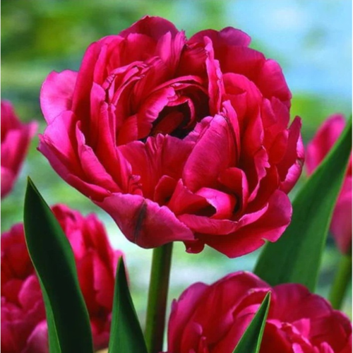 ���� ������� DOUBLE EMBLAZON (5 �������), ������ �� 440 ���