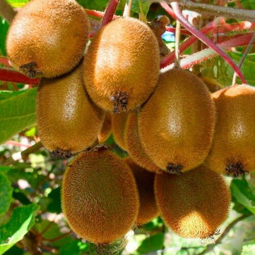 ���� ��������� ������������ ������ (1 ������� � ������ 15-20 ��), ������ �� 1136 ���