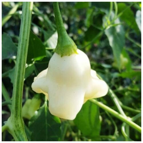      White fantasy 5 .,   320 