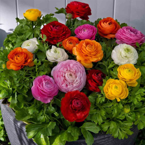   , botanica garden,   , ( 10  ),   548 