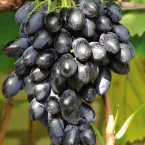 ���� �������� ���� �����, ������ �� 1299 ���