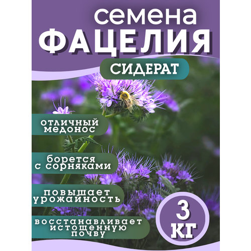 ���� ������ �������, �������, 3 ��, ������ �� 1100 ���