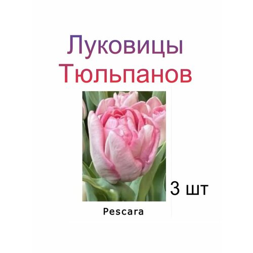    Pescara ( 3 ),   245 