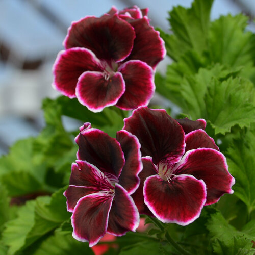 ���� ������ ���������� ����������� ������ ���� ����� 4 �� (1 �������� (O)), ������ �� 684 ���