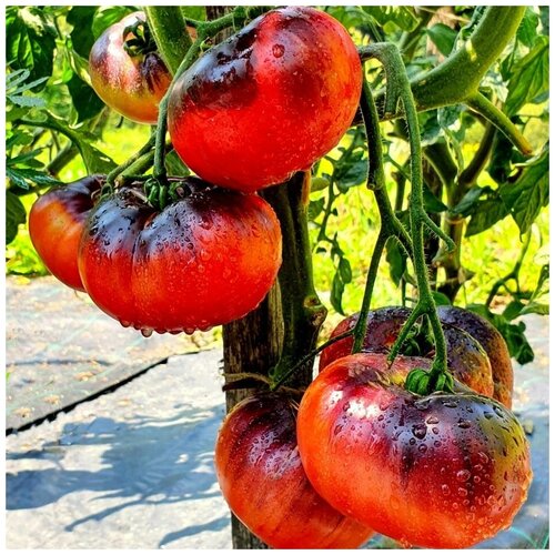 ���� ������ ������ ����� ���� ����� 10 ��., ������ �� 320 ���