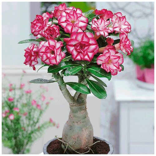 ���� ������� ������ ���� ������, ������.10 ��. ���������. (���� �������), ������ �� 405 ���