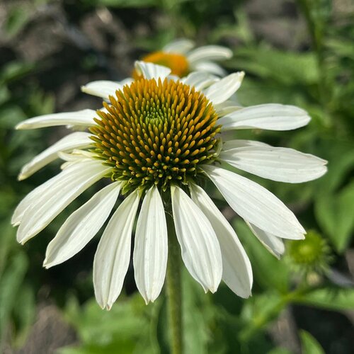 ���� �������� ��������� �����, ������, ������ �� 377 ���