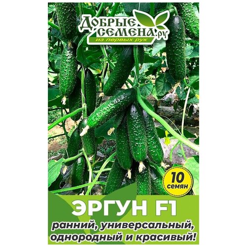 ���� ������ ������ ����� F1 - 10 �� - ������ ������. ��, ������ �� 175 ���