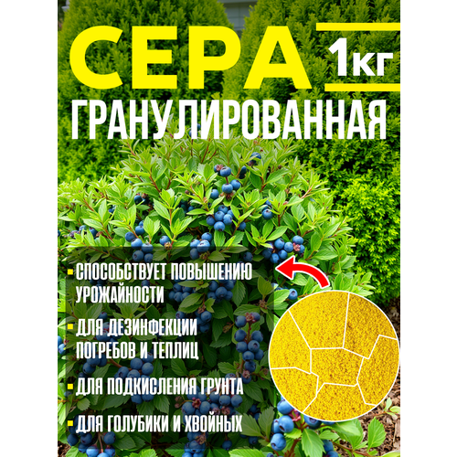 ���� ��������� ������ 