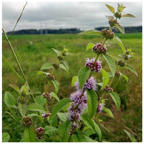 ���� ������ ������ ���� ������� 30 ��., ������ �� 320 ���