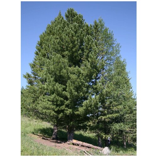     (Pinus sibirica), 30 ,   420 