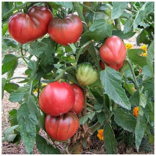 ���� ������ ������ ����� ׸���� ������ ����� 10 ��., ������ �� 250 ���