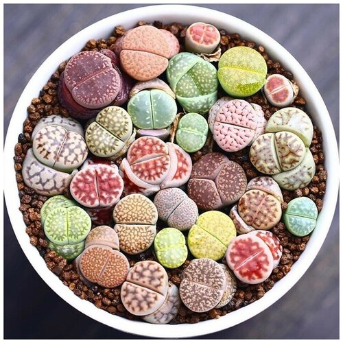 ���� ������ ������ ��������� ������ Lithops mix 10 ��., ������ �� 350 ���