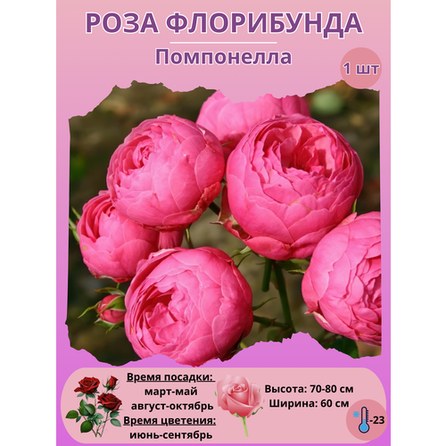 ���� ���� ���������� ����������, ����������� ����� ��� ����, ������ �� 450 ���