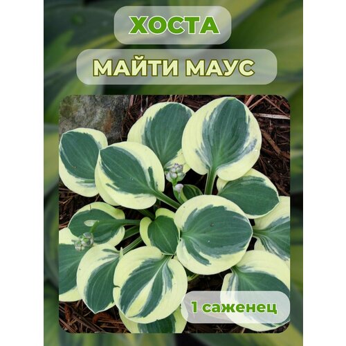 ���� ����� �������, ����� ��������� 1 �����, ������ �� 500 ���