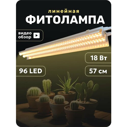 ���� ��������� ��� �������� ������ ������ ��������, ������ �� 2082 ���