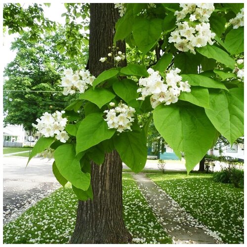 ���� ������ ��������� �������� ���������� ��������, 20 ��, ������ �� 333 ���