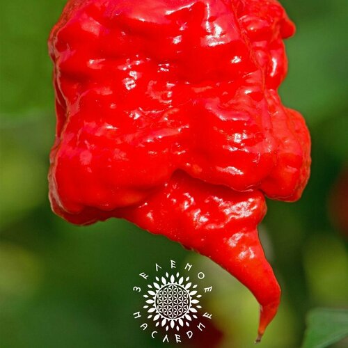       -   (. Carolina Reaper) 10    -     , -, 