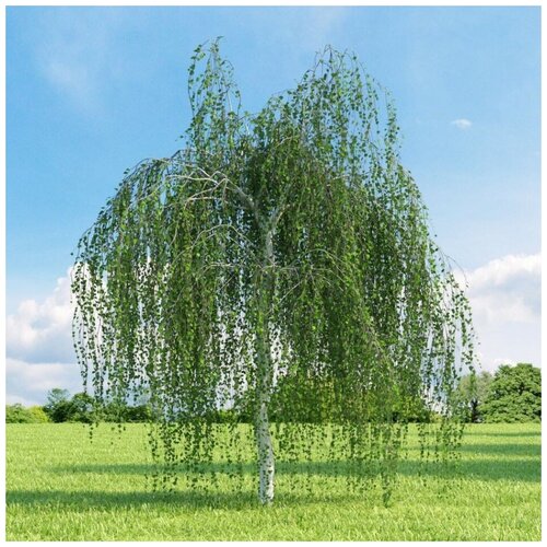 ���� ������ ������ ����� �������� 1000 ��., ������ �� 280 ���