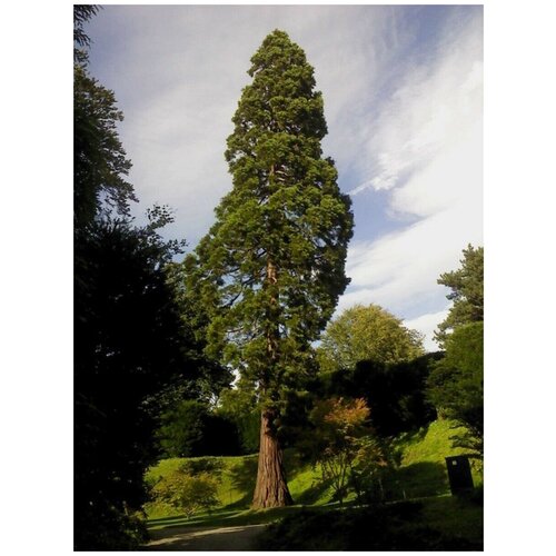    (Sequoia sempervirens), 60    -     , -, 