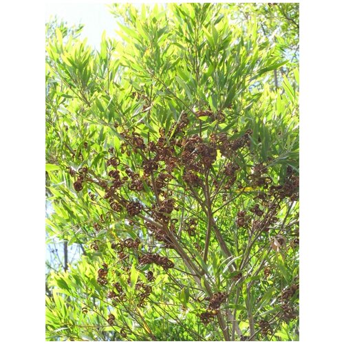     (Acacia melanoxylon), 10 ,   369 