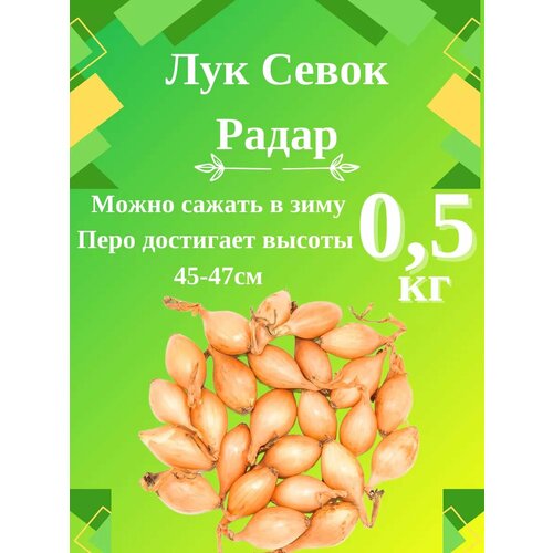 ���� ��� ����� ���� 