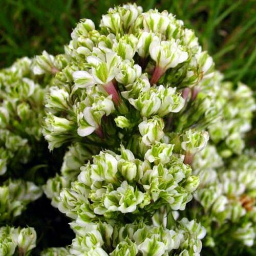 ���� ������ ����� ����������� ��� ������� 0,1 � (1 ��������), ������ �� 516 ���