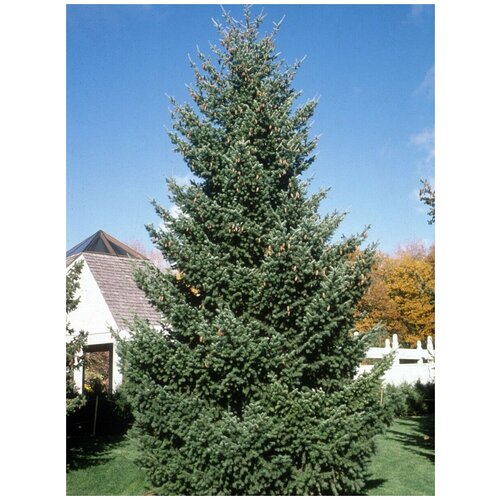     (Picea sitchensis), 20 ,   400 