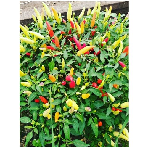 ���� ������ ������ ����� Basket of fire (������� ����), 5 ����, ������ �� 350 ���