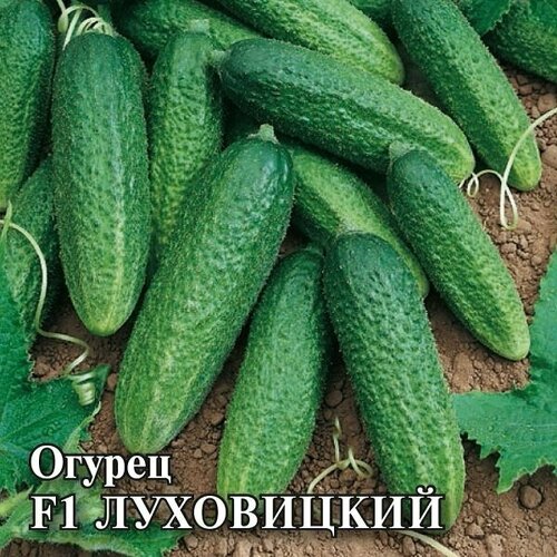 ���� ������ ������ ���������� F1, 100��, ������, ���������� ��������, ������ �� 424 ���