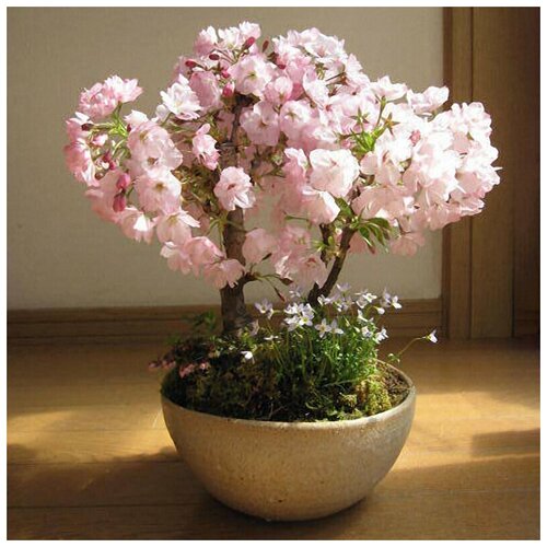 ���� ������ ����������� ������, ������ ������, 5��., ������ �� 500 ���