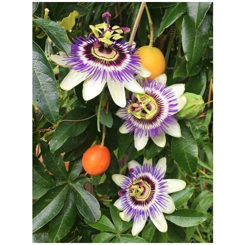    ( ) / Passiflora edulis, 5 ,   358 