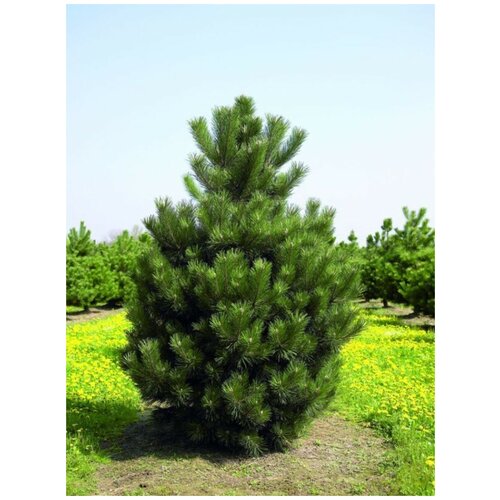     (Pinus nigra), 15 ,   450 