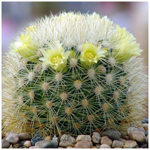 ���� ������ ������ ��������� ������ Mammillaria densispina Rog-490 10 ��., ������ �� 350 ���