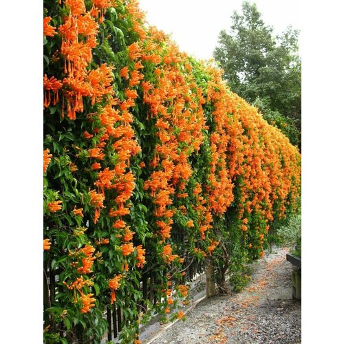���� ������ ������� ������������� (Campsis radicans), 10 ����, ������ �� 400 ���