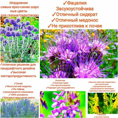 ���� ����� ���������� ����� 150��/���������, (���������+������+�������+�����+���������) 150��, premium, ������ �� 673 ���