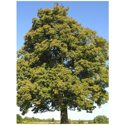���� ������ ���� ��������� (Tilia tomentosa), 10 ����, ������ �� 400 ���