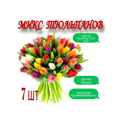 ���� ������� ���������, 7��., ������ �� 300 ���