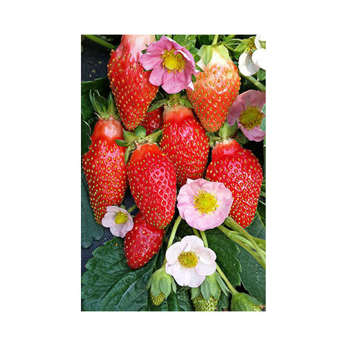 ���� ������ ��������� �-141 F1 (������) 4 ��., ������ �� 596 ���